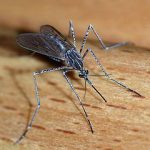 mosquito mosquito