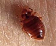 rid bed bugs