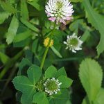 clover Clover