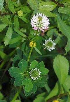 clover control