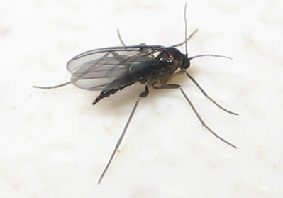 rid fungus gnats