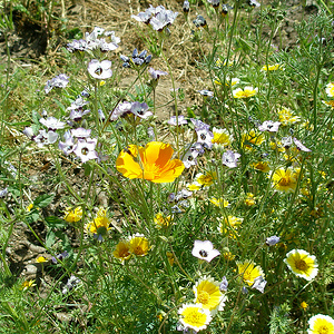 garden weeds control