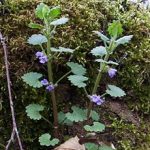 ground-ivy Ground Ivy