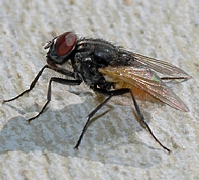 rid flies