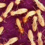 termites get rid of termites
