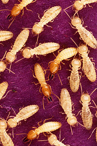 rid termites