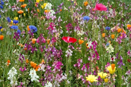 wildflower seeds