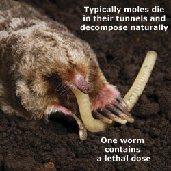 Mole eating Motomco Mole Killer Worm