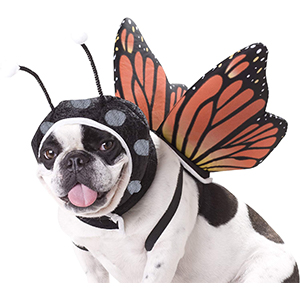 butterfly dog costume