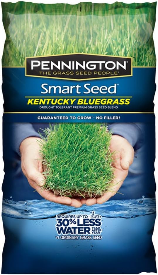 Bluegrass Lawn Grass Seed